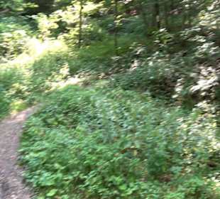 Premiumwanderweg "hochgesprudelt"