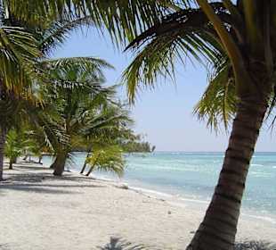 Saona