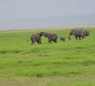 Übermut bei den Elefanten