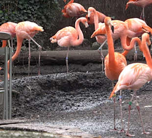 Zoologischer Stadtgarten