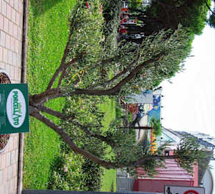 Besondere Bäume zum Kauf