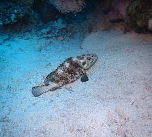 Schnorcheln Marsa Alam
