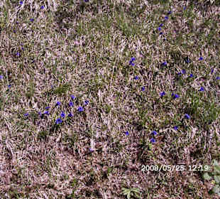 Blühender Enzian im Mai