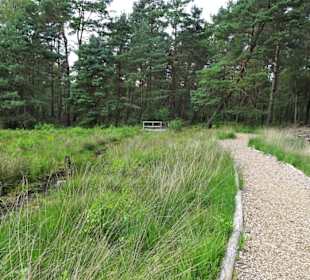 Im Moor am Großen Bullensee