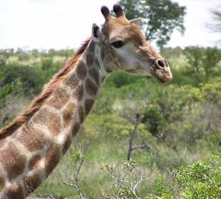 Giraffen direkt neben unserem Jeep
