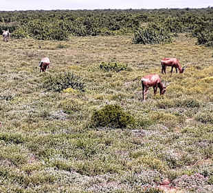 Addo Elephant Park