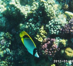 Leben im Wasser 3-8 m Tiefe