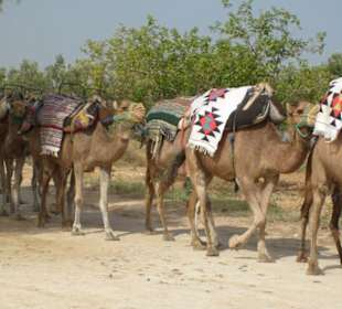 Kameltour mit Straussenfarm