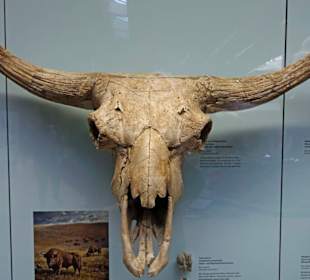 Kopf eines Auerochsen