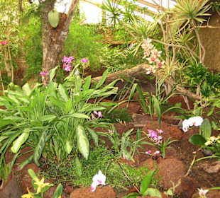 Orchideen Haus