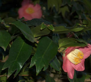 Orto Botanico