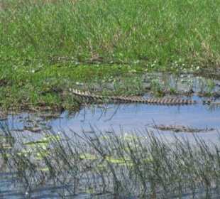 Suchbild mit Krokodil: Bitte nicht drauftreten