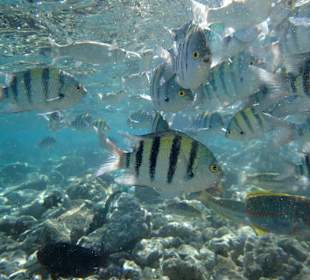 Schnorcheln Makadi Bay