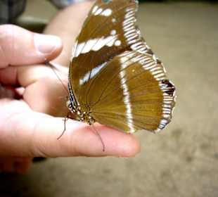 Schmetterlingspark Elne