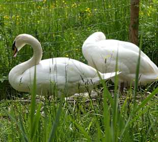 Schwäne am Forellenbächle
