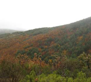 Parque Natural Hayedo de Tejera Negra