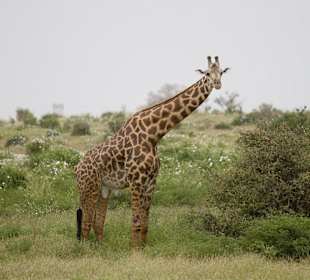Nationalpark Kenia