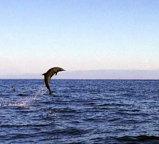 Delfine- und Waltour