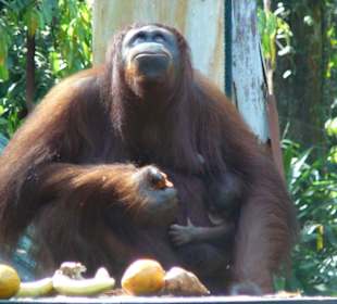 Orang Utan mit Baby