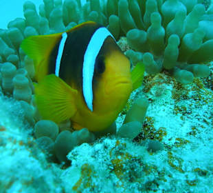 Clownsfisch
