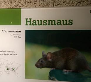 Eurasienbereich - Hausmaus