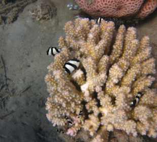 Sehr schönes, intaktes Hausriff