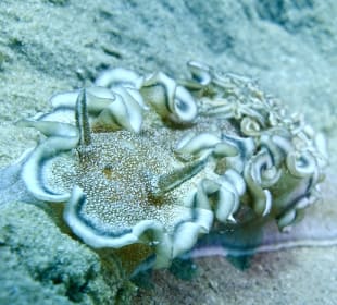 Schnorcheln Makadi Bay