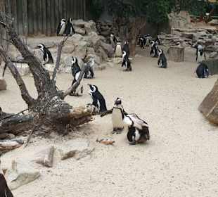Allwetterzoo Münster