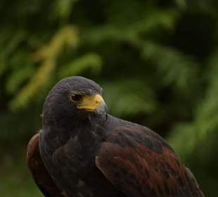 Naturwildpark Granat 