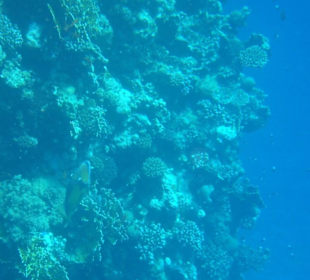 Hausriff und großer Drückerfisch