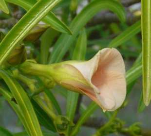 Früchte und Blüten 6