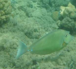 Hausriff Beach Albatros Resort