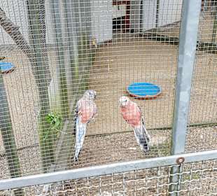 Tiergehege im Kurpark