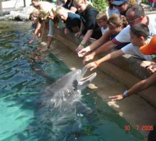 Delphine zum Anfassen