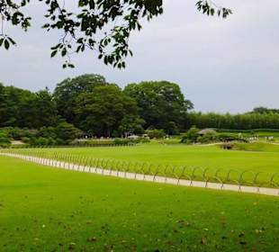 Widok ogólny ogrodu.