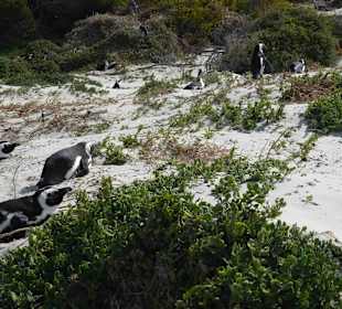 Boulders Beach