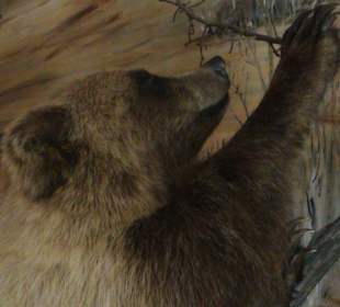 Kluane Museum of Natural History