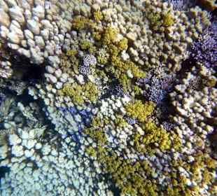 Riff Gorgonia 