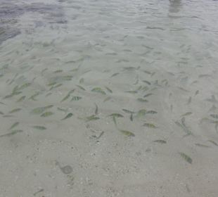 Fische,Fische,Fische