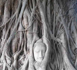 Buddhakopf original alt eingewachsen