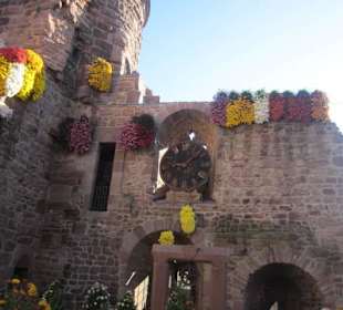 Chrysanthema Lahr