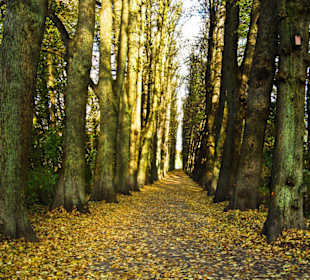 Парк Замка Ойтин. Золотая осень.