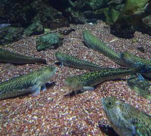 Rundgang durch das Aquarium Kiel