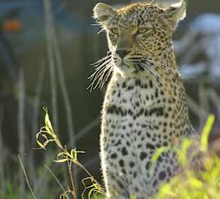 Sabi Sand Private Game Reserve