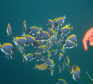 Schwarm von Weißkehldoktorfischen