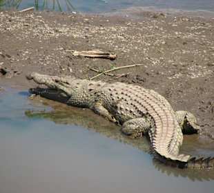 Krokodil am Mara Fluss