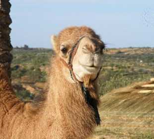 Kamel bei der Light- und Laser-Show