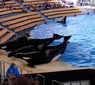 Orcas