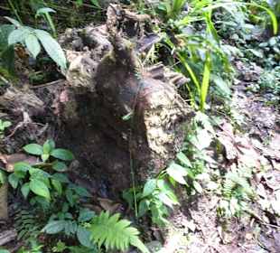 Wanderung durch den Nebelwald/Regenwald