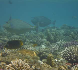 Podmořský svět - jako v akváriu